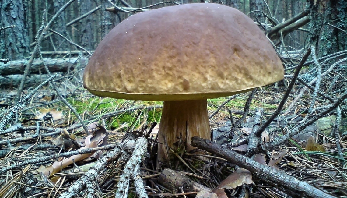 146605_bory-tucholskie-las-grzyb-prawdziwek